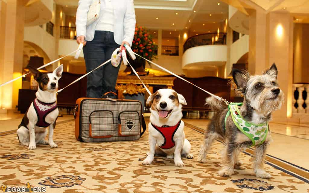 12 Best PetFriendly Hotels in Las Vegas Dog & Cat Vegas Lens